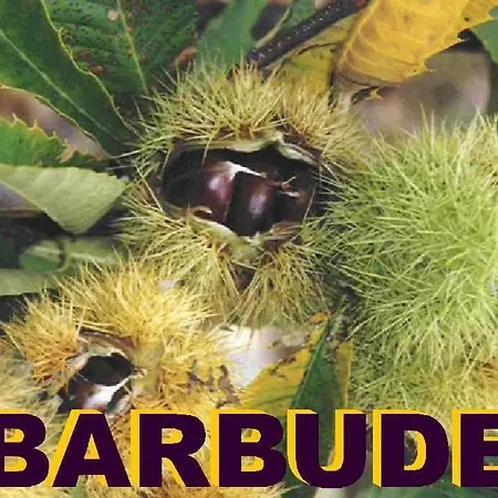 Barbude 2/4 Personnes Prázdninový dům *